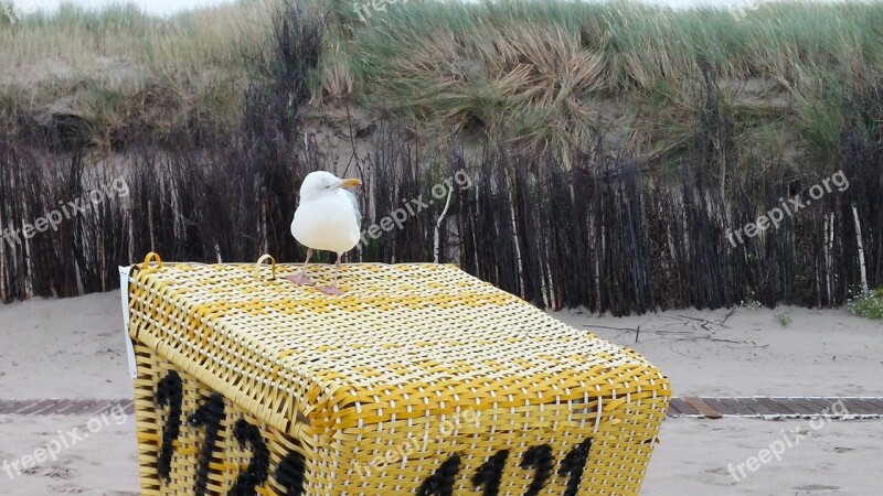 Seagull North Sea Beach Chair Free Photos