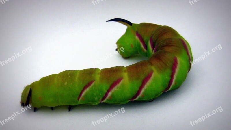 Caterpillar Animal Thick Caterpillar Butterfly Caterpillar Nature