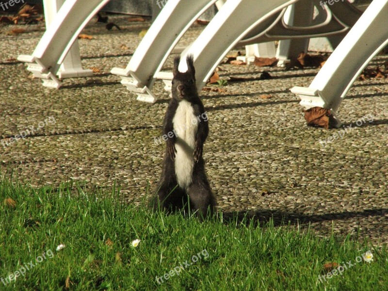 Squirrel Nature Cute Animal Verifiable Kitten