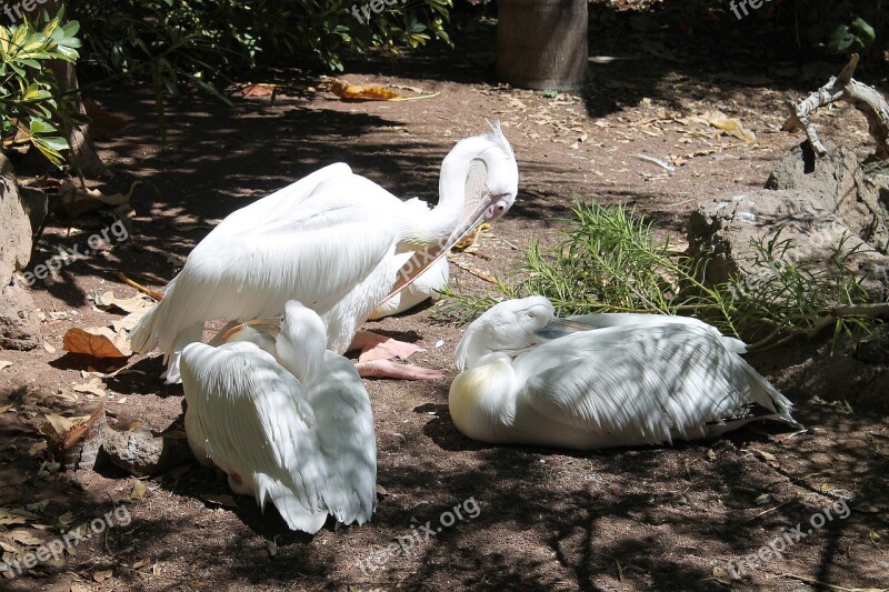 Pelicans Birds White Beautiful Big Beaks