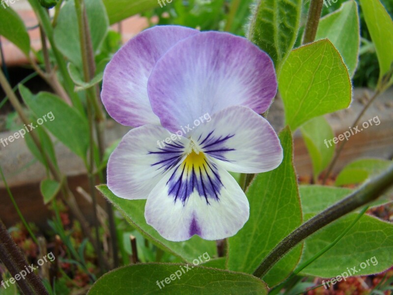 Wild Pansy Flower Summer Nature Free Photos