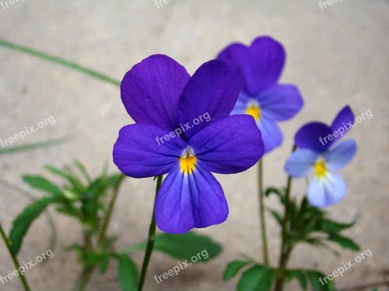 Wild Pansy Flower Blue Summer Nature