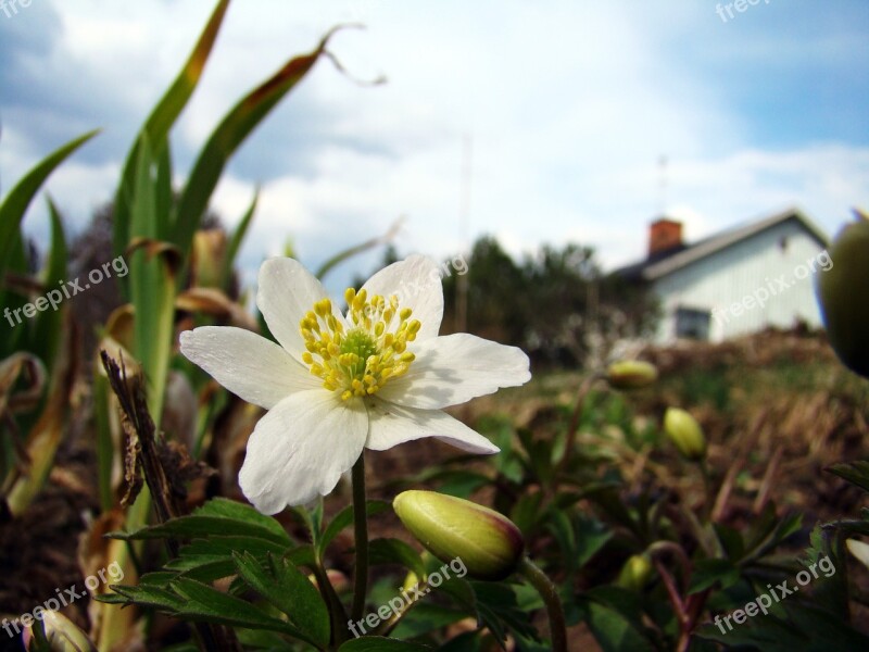 Wood Anemone Flower Early Summer Spring Flower Free Photos