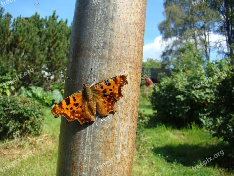 Butterfly Insect Tortoiseshell Nature Free Photos