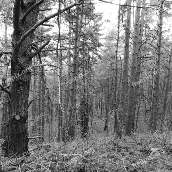 Forest Winter Forest Trees Kahl Trist