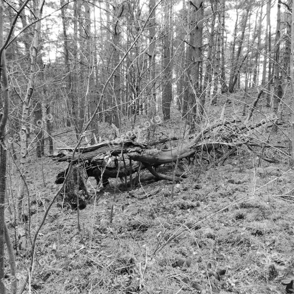 Death Die Tree Forest Nature