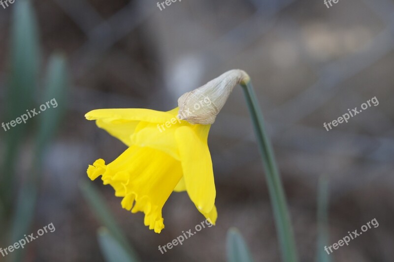 Daffodil Narcissus Yellow Blossom Bloom