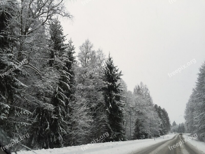 Winter Road Snow Forest Tree