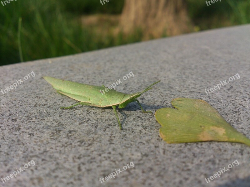 Grasshopper Green Leaf Static Free Photos