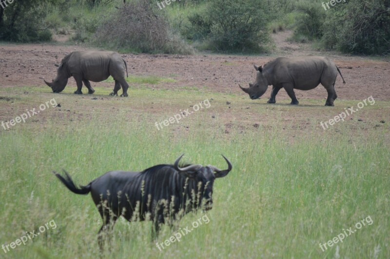 Rhino Wildebeest Safari Wild Africa