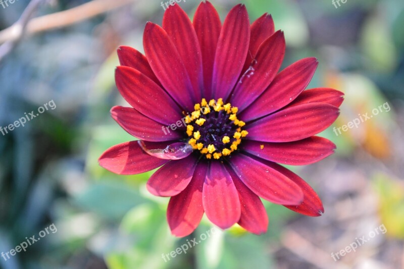 Daisy Flower Red Free Photos