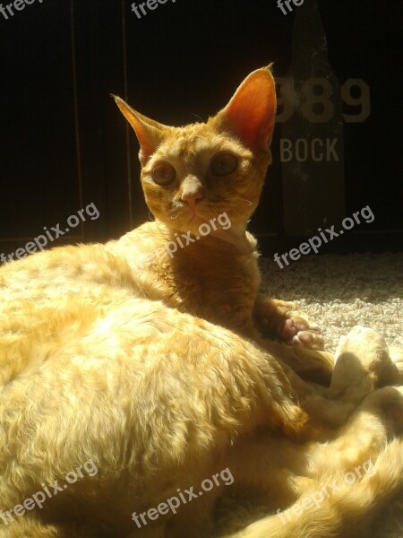 Orange Cat Cat Devon Rex Big Ears Furry