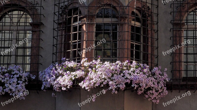 Surfinie Window Iron Lattice Wrought Iron Flowers