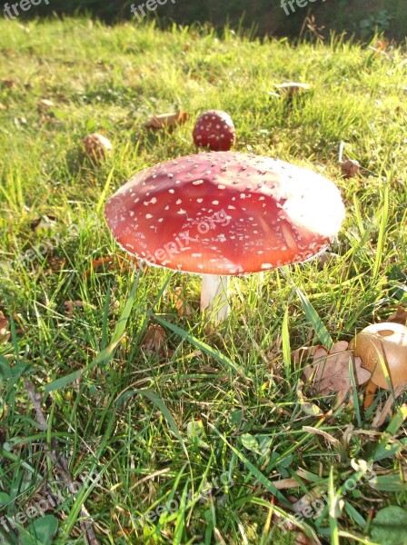 Mushrooms Dot Mushroom Red White Dots White Dots