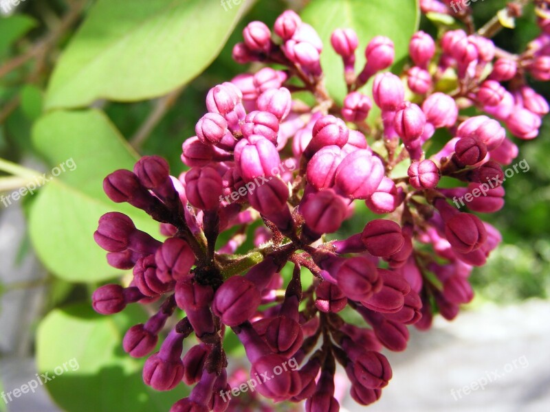 Lilac Garden Lilacs Flower Free Photos