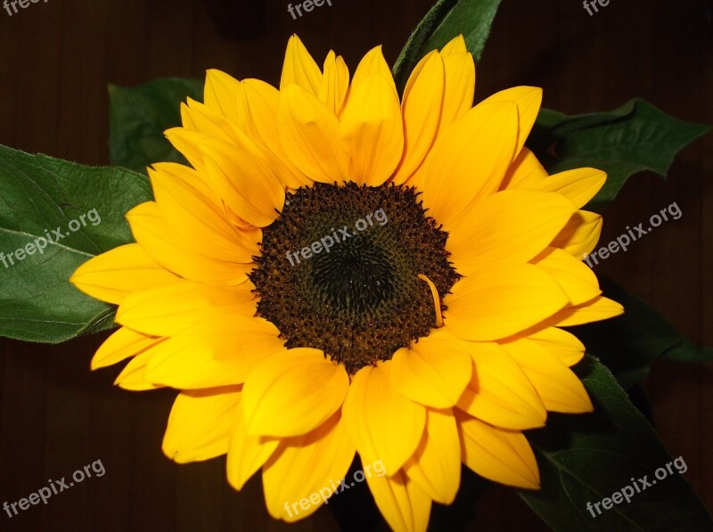 Flower Sunflower Bloom Yellow Sunflowers