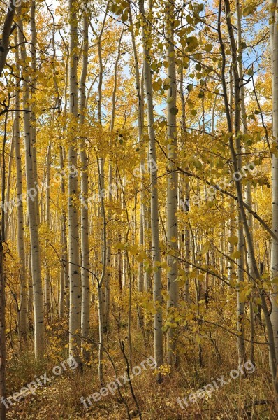 Birch Utah Park City Yellow Nature