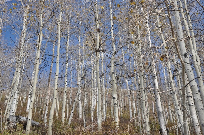 Birch Utah Park City Yellow Nature