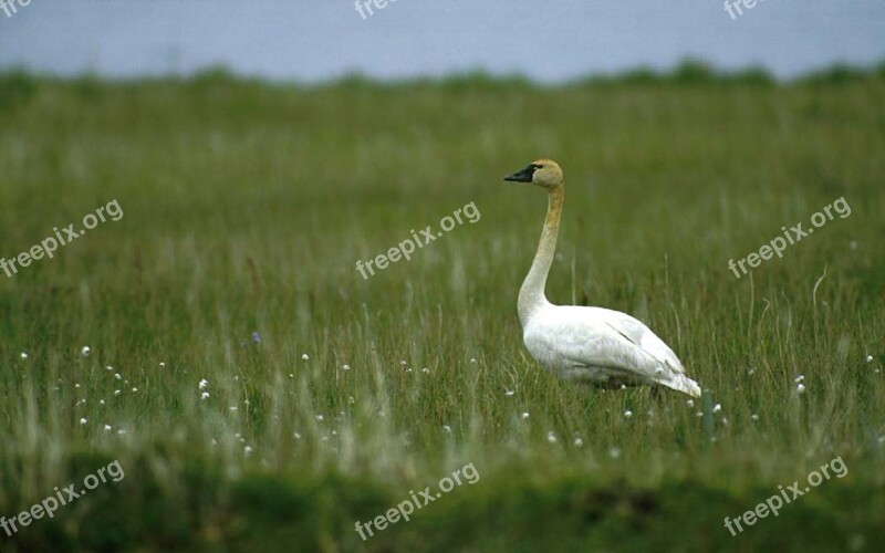 Swan Tundra Bird Wildlife Nature