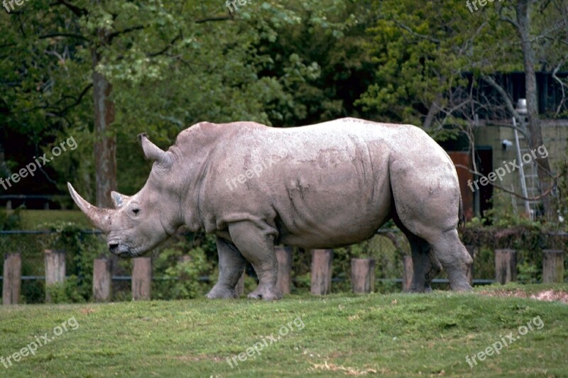 Rhino Rhinoceros White Wildlife Nature