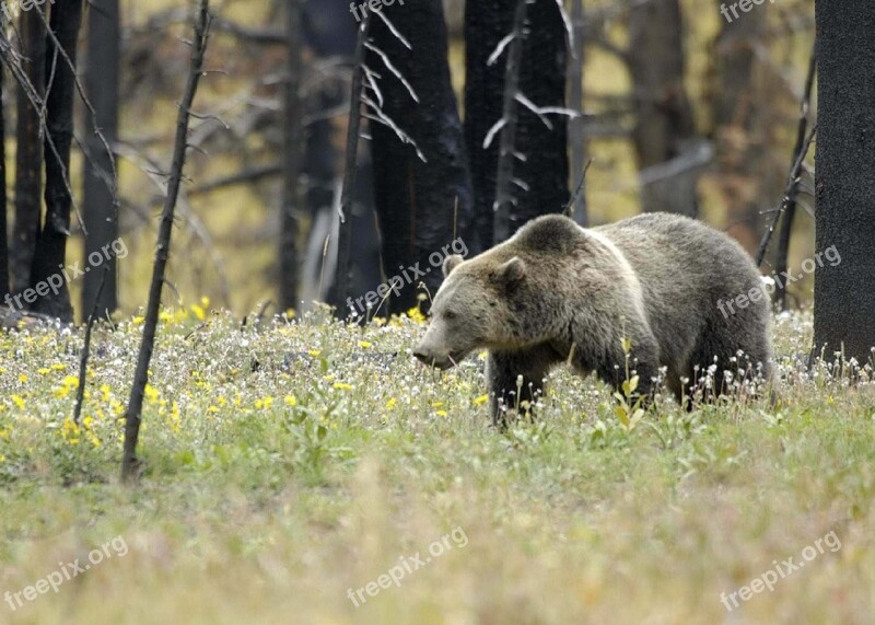 Grizzly Bear Wildlife Nature Predator