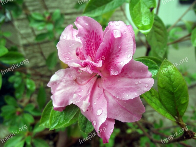 Azalea Flower Bloom Pink Plant