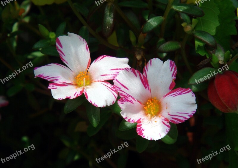 Flowers Blooming Plant Floral Nature