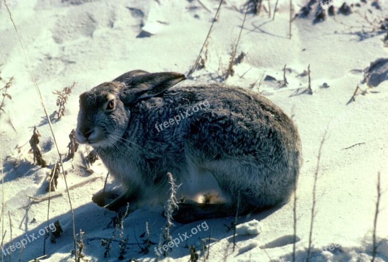 Rabbit Jack White-tailed Snow Bunny