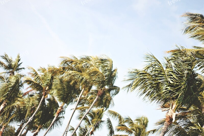 Palm Trees Sky Tropical Travel Paradise