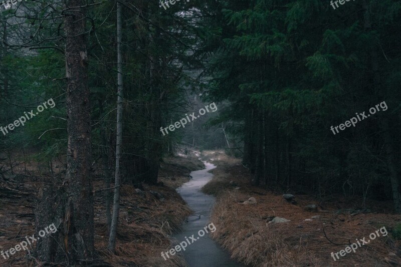 Forest River Nature Landscape Water