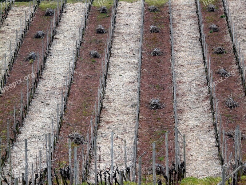 Vineyard Structure Vineyard In Winter Vines Wine Region