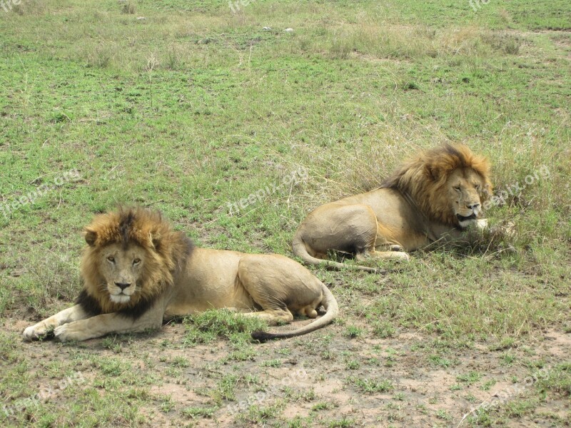 Lion Brothers Kenya Free Photos