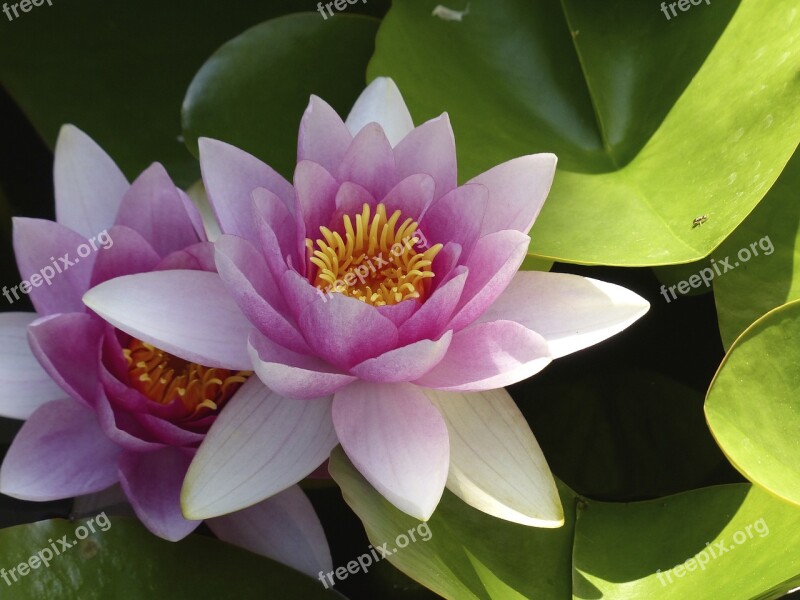 Nuphar Lutea Blossom Bloom Pink Free Photos