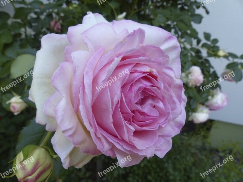 Rose Blossom Bloom Pink And White Free Photos