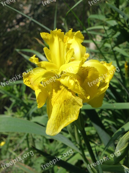 Iris Yellow Flower Free Photos