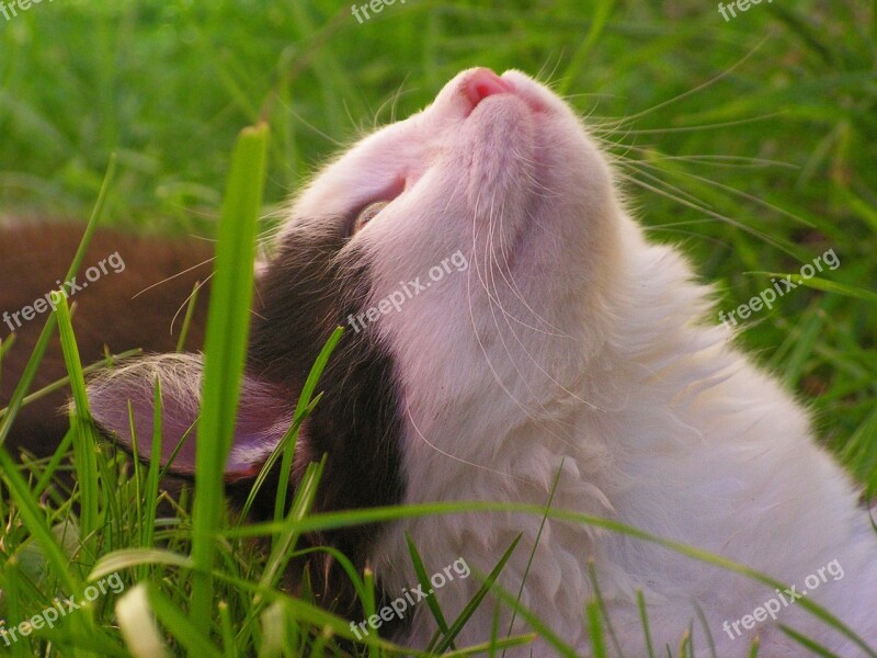 Kitten Cat Black And White Hairy In The Grass