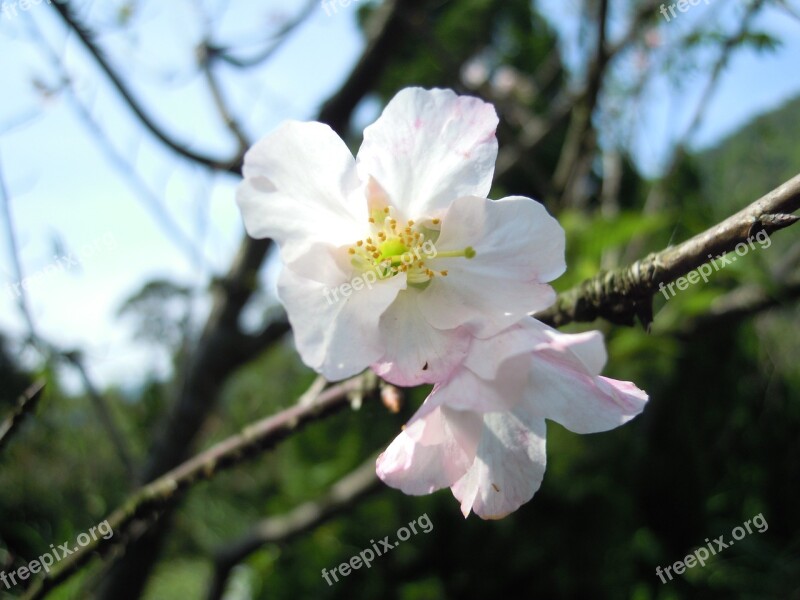 Yoshino Yīng Spring Pink Cherry Blossoms Free Photos