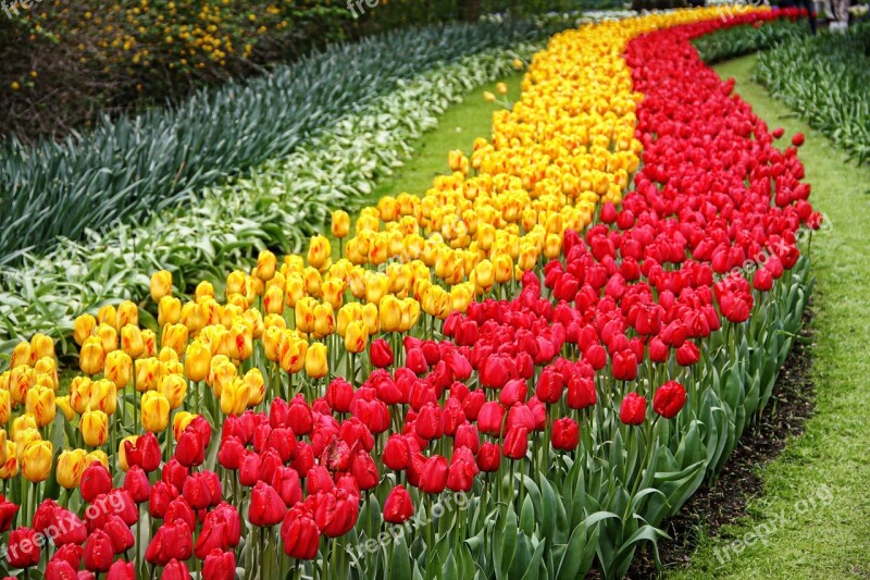 Tulips Garden Keukenhof Flower Free Photos