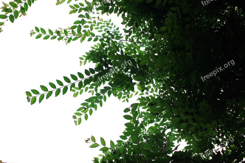 Leaf Flower Tree Wood Free Photos