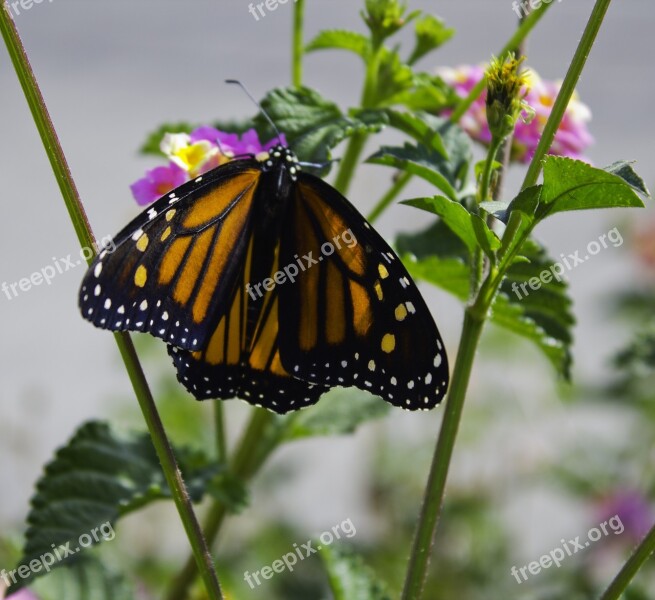 Butterfly Nature Orange Monarch Free Photos