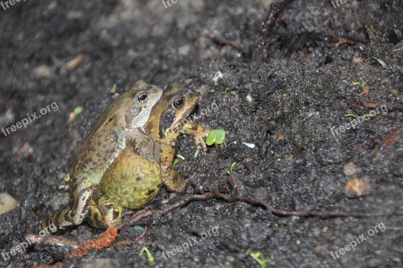 Frog Mate Nature Free Photos