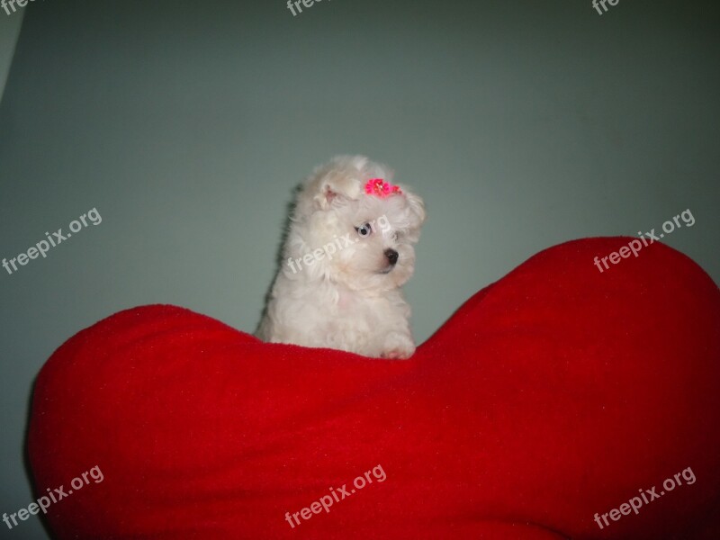 Cuteness Mime Bebe Maltese Heart Dog