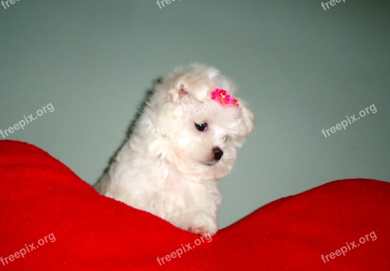 Maltese Female Puppy Dog Animal Adorable