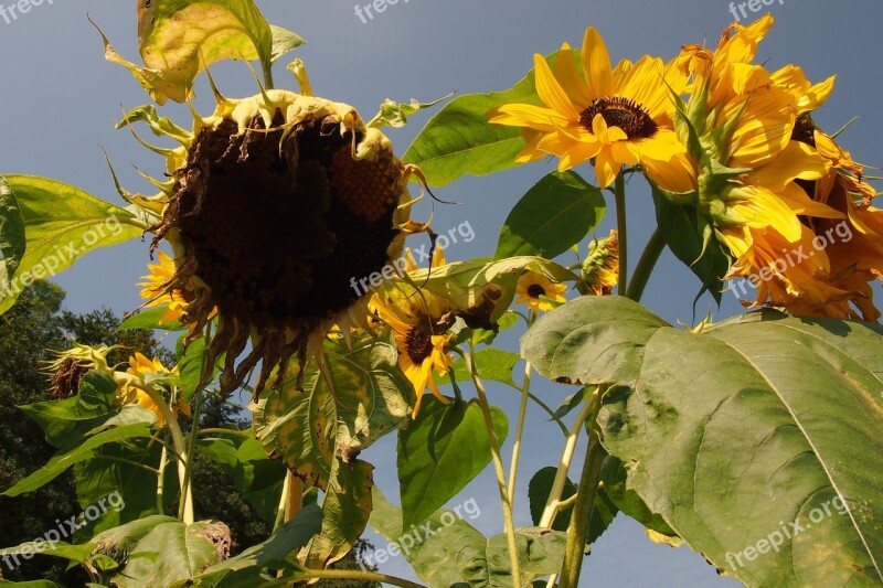 Sunflower Drought Dry Heat Summer