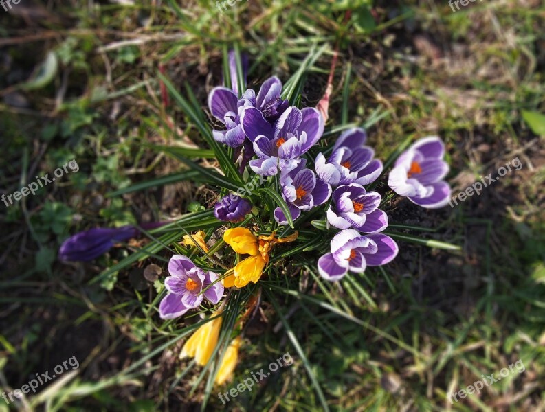 Crocus Flowers Frühlingsblüher Garden Purple