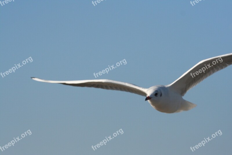 Sky Gull Bird Coast Wing