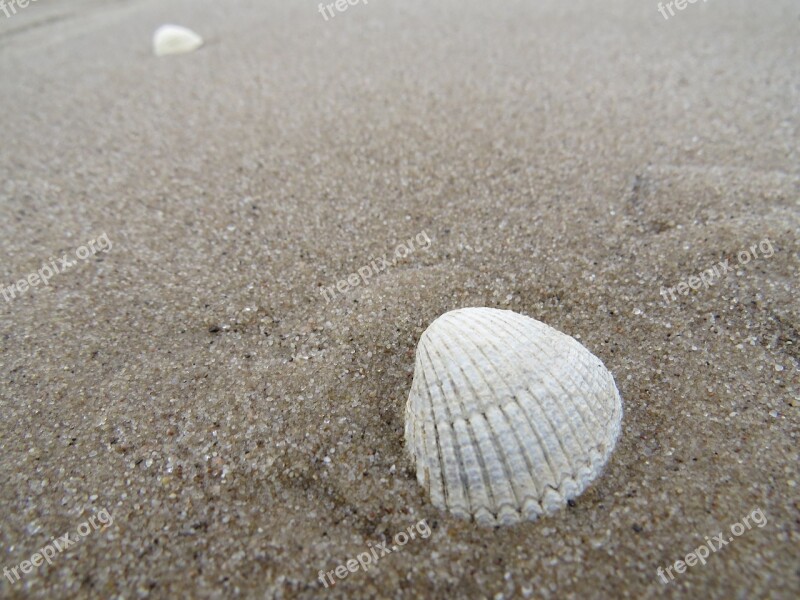 Sand Shell Sea Beach Seashell