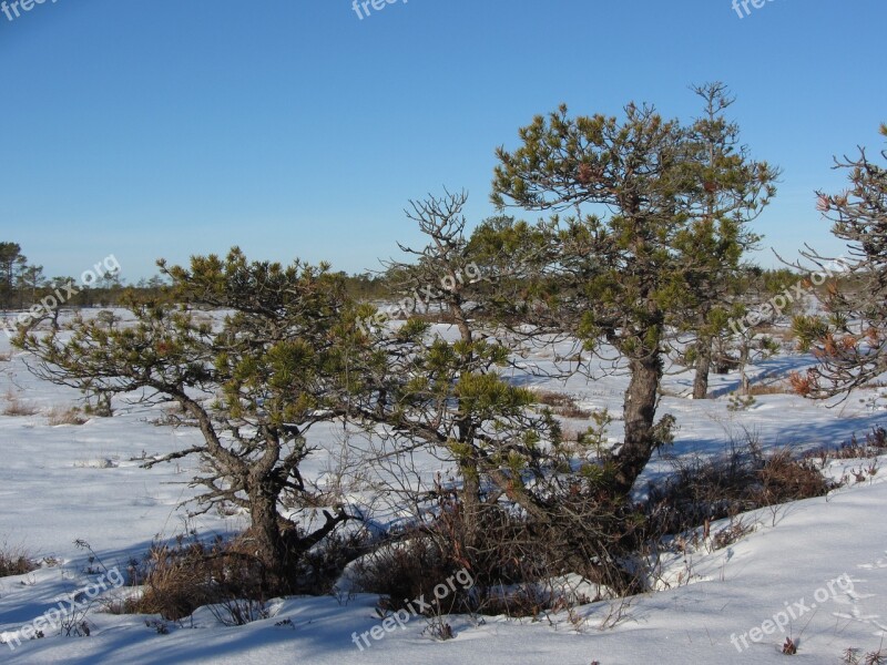 Winter Pine Bog Free Photos