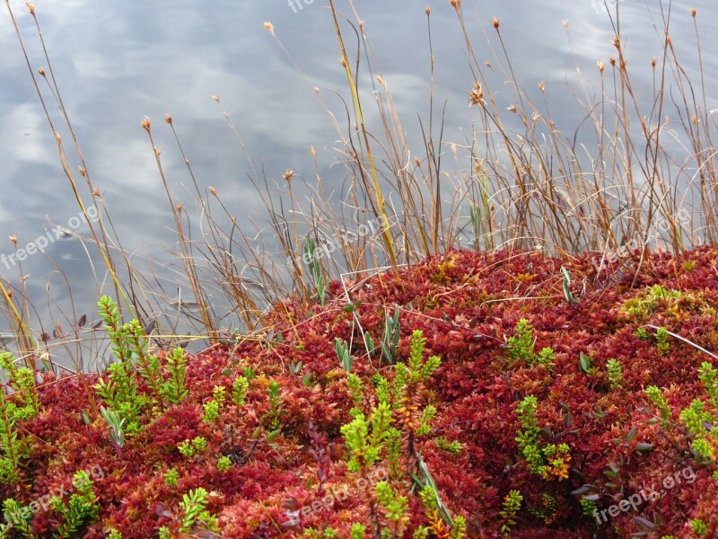 Sphagnum Bog Autumn Free Photos