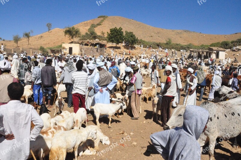 Animal Market Eritrea Keren Free Photos